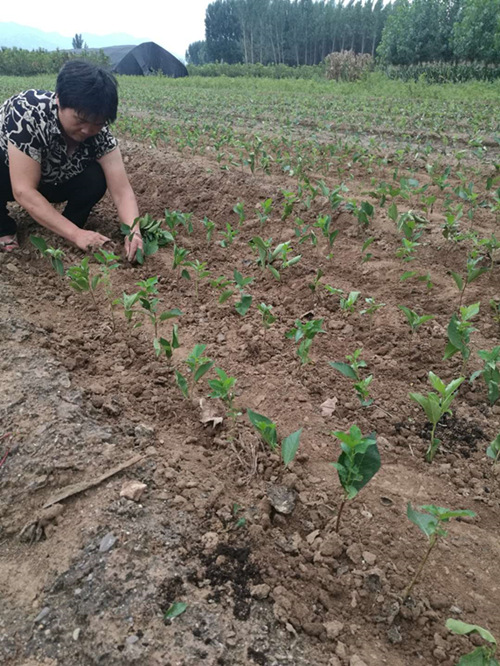 浅谈吉塞拉小苗种植方法（多图）