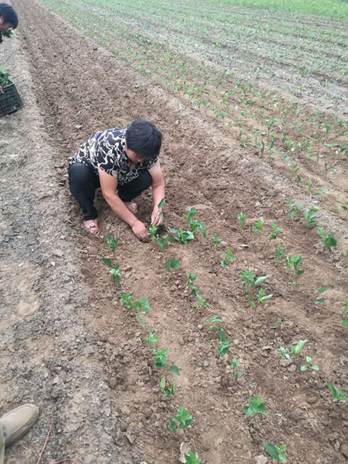 浅谈吉塞拉小苗种植方法（多图）