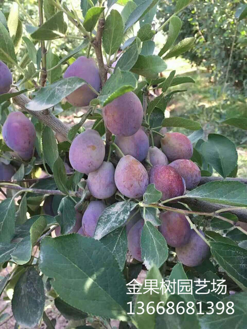 西梅树苗照片